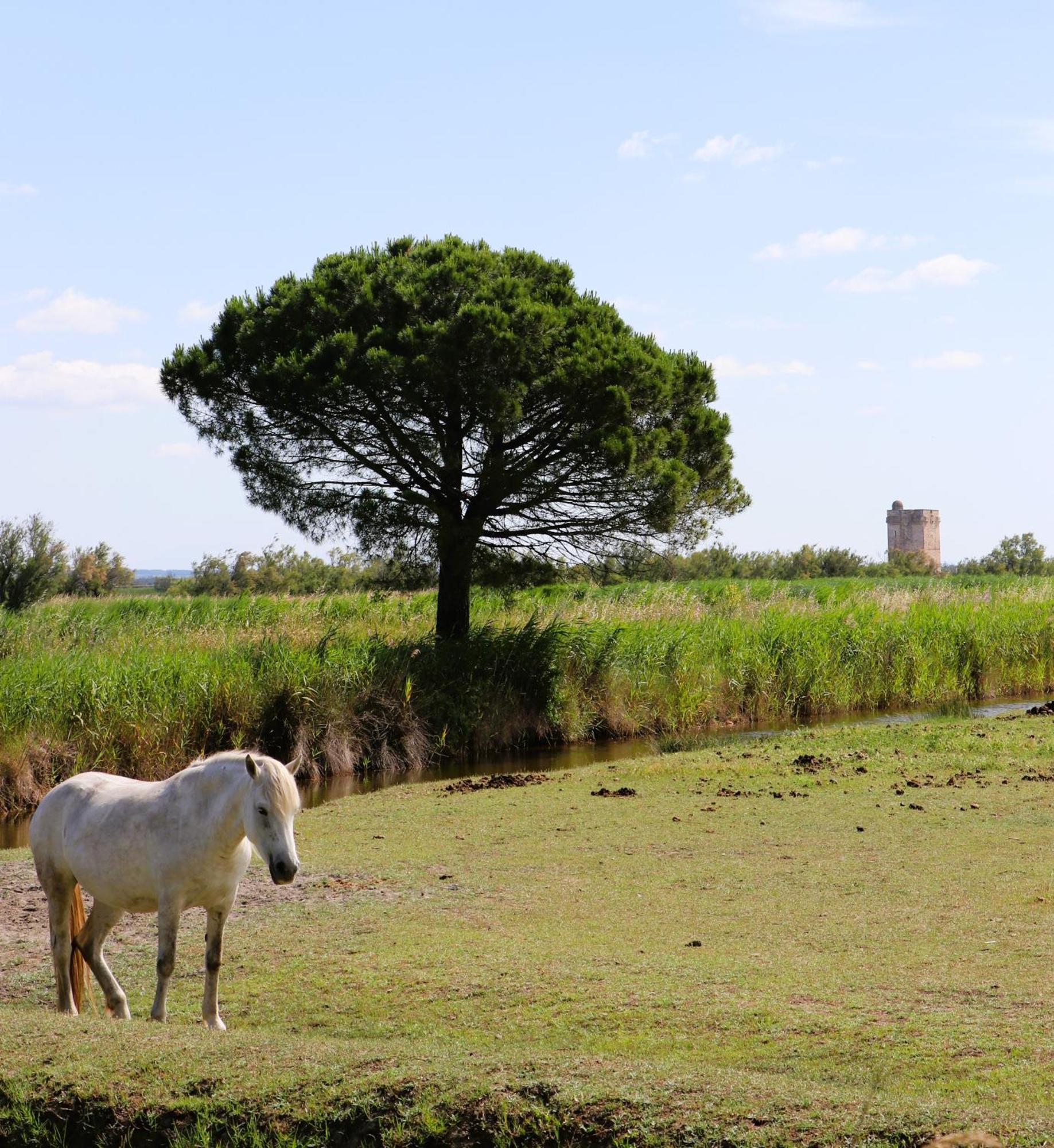 Le Mas Des Sables Aigues-Mortes Kültér fotó